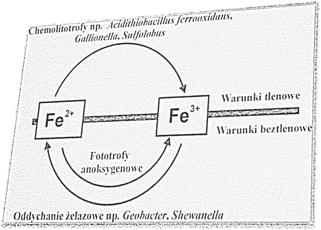 Geobacteraceae. Są termofilne, wykorzystują cukry, skrobię i aminokwasy jako źródła elektronów do redukcji Fe(III). Z kominów hydrotermalnych, tzw.