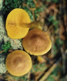 /Fig. 15. Boletus luridus.