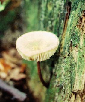 Tricholoma aurantium. Ryc.