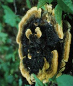 Lycoperdon mammiforme.