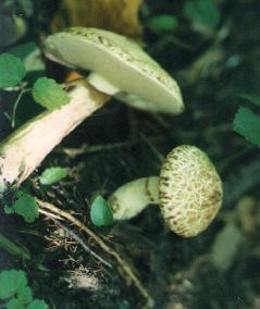 Paxillus atrotomentosus.