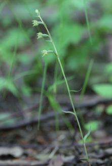 Marek Fiedor, Tomasz Beczała Materiały do atlasu rozmieszczenia oraz stanu zasobów roślin... Ryc. 1. Kruszczyk drobnolistny Epipactis microphylla (Ehrh.) Swarz. Fot. M. Fiedor (Machowa Góra Jasieniowa Góra, 2005, 2008).