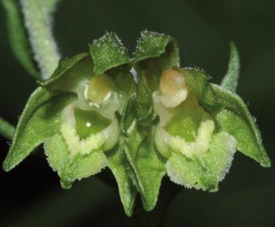 39 pędów kruszczyka drobnolistnego, któremu towarzyszył ponadto buławnik wielkokwiatowy Cephalanthera damasonium.