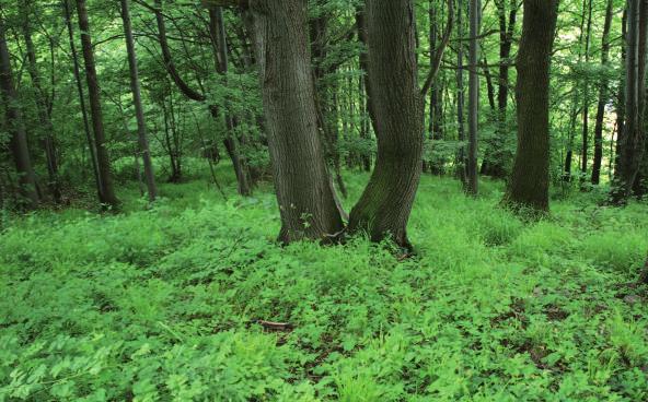 wchodzących w skład kartowanego obszaru oraz rosnącej numeracji kwadratów ATPOL (wg ZAJĄC 1978), podzielonych dodatkowo na 4 części kwadraty o boku 5 km.