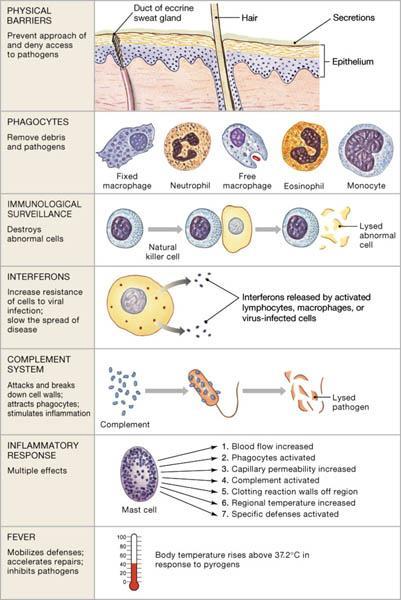 Bariery obronne ssaka Bariery fizyczne Fagocytoza