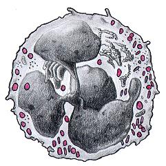 2/3 Li komórkowa odpowiedź odpornościowa: pomocnicze Th, cytotoksyczne