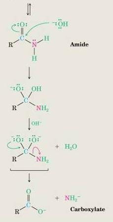amidu Drugi jon hydroksylowy przyłącza się do karbonylowej grupy