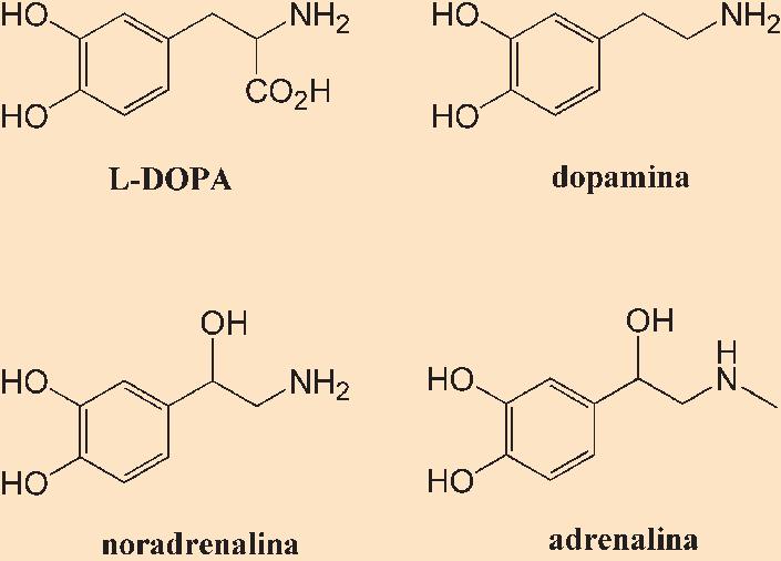 Rycina 1. Struktura chemiczna katecholamin, które pełnią rolę neuroprzekaźników w układzie nerwowym (dopaminy, adrenaliny i noradrenaliny) oraz prekursora dopaminy L-DOPA.