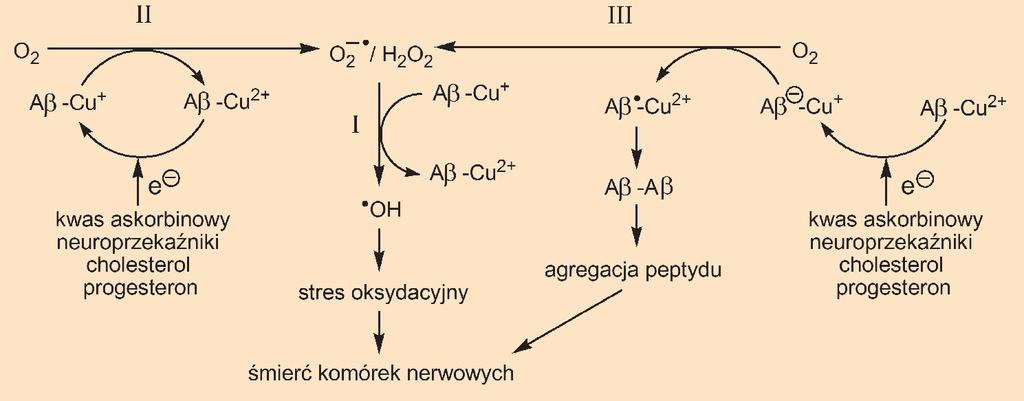 Rycina 2. Wytwarzanie reaktywnych form tlenu w efekcie oddziaływania jonów miedzi z peptydem Aβ. I. Wytwarzane rodnika hydroksylowego w reakcji Fentona z udziałem kompleksów Aβ-Cu + ; II.