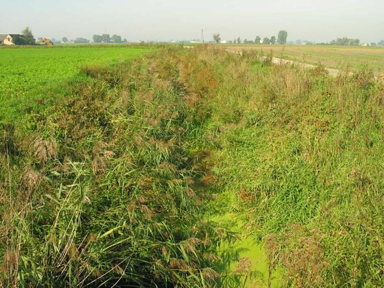 W górnym odcinku Zgłowiączka trafnie nazywana jest Kanałem