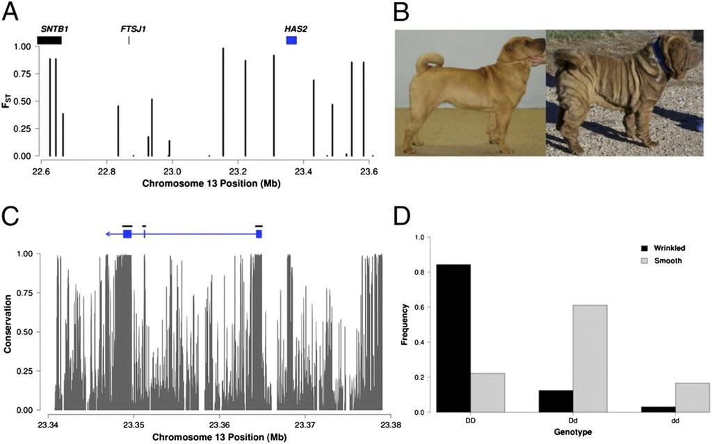 Gen HAS2 i pomarszczona skóra Shar-Pei 1, 2, 4,