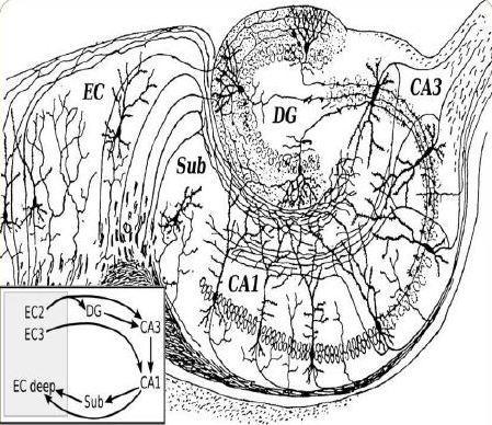 Strukturalnie formację hipokampa można podzielić na dwie główne części: hipokamp właściwy, trójwarstwowy obejmujący regiony CA1-CA3 oraz, według niektórych autorów, także zakręt zębaty hipokampa (łac.