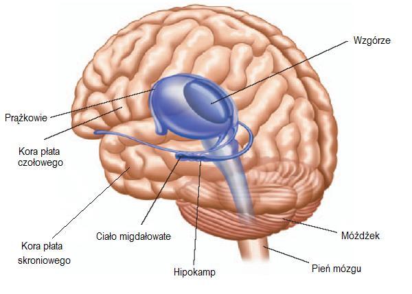 2. Struktury mózgu związane z formowaniem i przechowywaniem pamięci pogląd anatomiczny W formowanie pamięci zaangażowane są zróżnicowane struktury centralnego układu nerwowego, z których