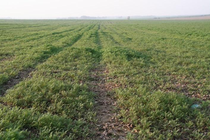 4.2. Zalecenia agrotechniczne Aby uzyskać dobre efekty z poplonów ścierniskowych gleba musi być starannie przygotowana do siewu, tak jak pod zasiew rzepaku.