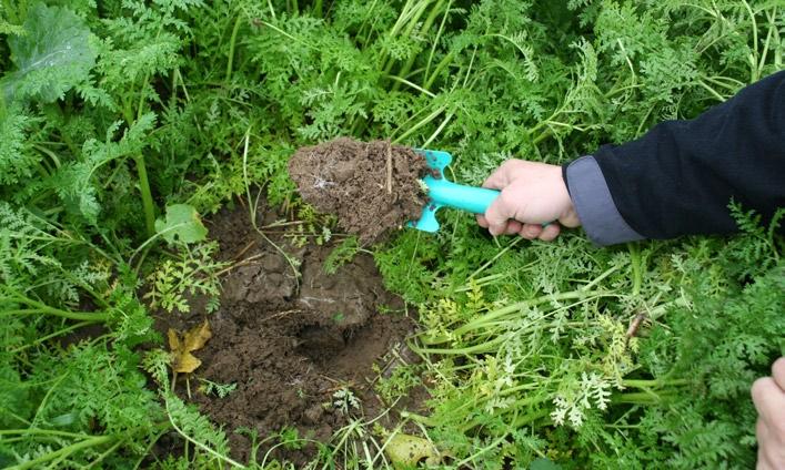 3. Wpływa dodatnio na tworzenie się struktury gruzełkowatej, poprawiając stosunki wodno-powietrzne.