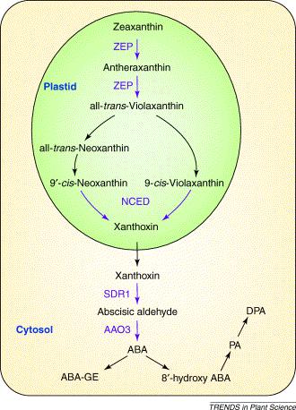 Szlak biosyntezy ABA jest precyzyjnie regulowany Kluczowe etapy biosyntezy ABA zależą od ekspresji regulowanych genów, co umożliwia kontrolę