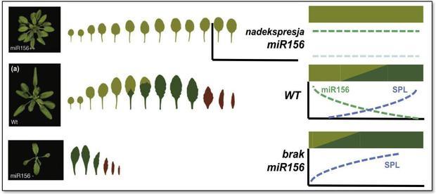 mir156 reguluje ekspresję genów SPL