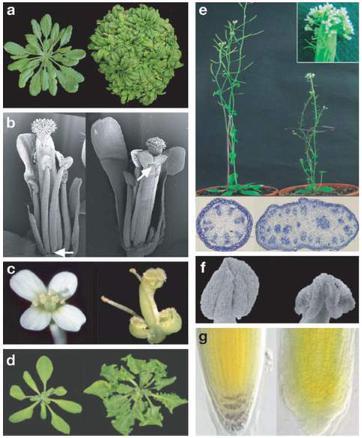Defekty morfologiczne wywołane nadekspresją mirna w Arabidopsis" mirna156 mirna166 mirna164