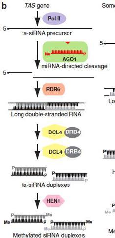 Biogeneza mirna u