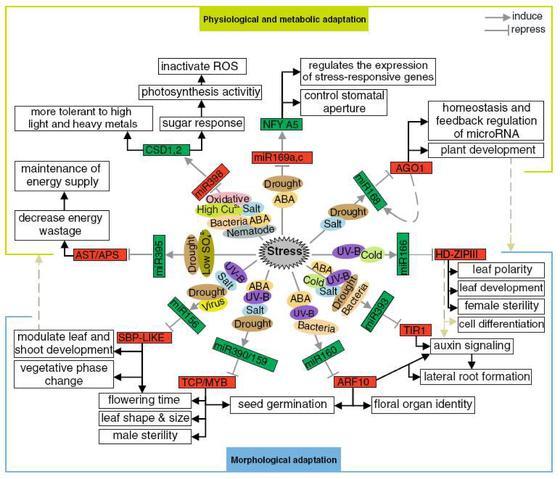 Regulatorowa sieć stresowych mirna u Arabidopsis" B.
