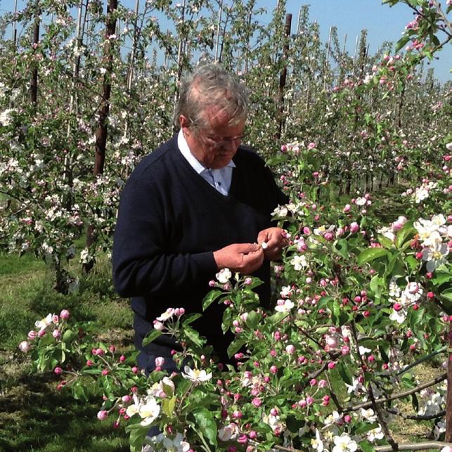 poprzez ograniczenie syntezy etylenu oraz poprawę zaopatrzenia owoców w wapń.