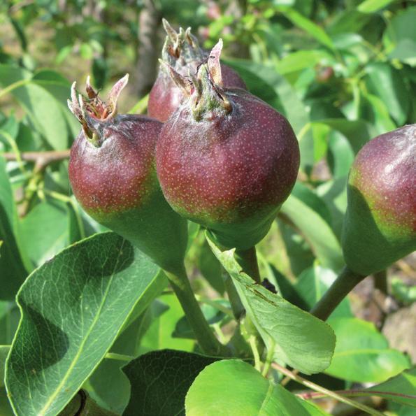 Zalecenia stosowania: Wpływ Regalis Plus 10 WG na plonowanie gruszy kg/drzewo 5,9 5,9 5,7 5,5 5,3 1. zabieg: 0,75 1,25 kg/ha, po zakończeniu kwitnienia 2.