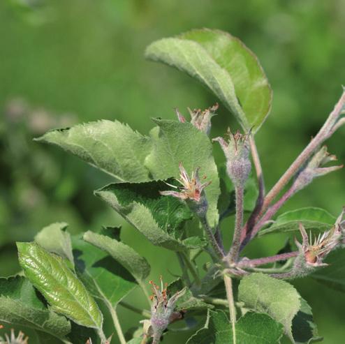 Regalis Plus 10 WG hamuje wzrost wegetatywny pędów, poprzez zmianę w procesie syntezy giberelin w roślinie.