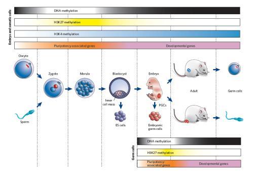 Reprogramowanie epigenetyczne u zwierząt Reprogramowanie epigenetyczne u roślin Wolf Reik, NATURE, 2007 Modyfikacje