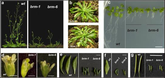 Kompleksy remodelujące chromatynę w rozwoju roślin Kompleksy remodelujące chromatynę w rozwoju roślin Mutanty Arabidopsis