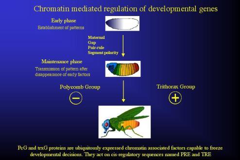 regulatorowych w trakcie rozwoju antagonizm PcG-Trx składniki kompleksu SWI/SNF należą do grupy białek Thritorax, które