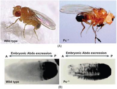 fr/equip/cavalli/figure1 Mutacje homeotyczne w mutantach polycomb Kompleksy Polycomb - Drosophila E(z) Esc Su(z)12 Nurf55