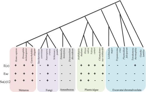 Homologi podjednostek PRC2 Zróżnicowanie kompleksów PcG - rośliny Drosophila PRC2 E(Z) (methylase) ESC SU(Z)12 NURF55 Arabidopsis PRC2 CURLY LEAF (CLF) MEDEA (MEA) SWINGER (SWN) FERTILIZATION