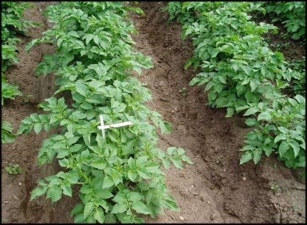 Ocena trudności prowadzenia rozmnożeń w warunkach polowych Ponieważ struktura plonu minibulw jest bardzo zróżnicowana (bulwy o średnicy od 1cm 6cm) prowadzona jest ocena