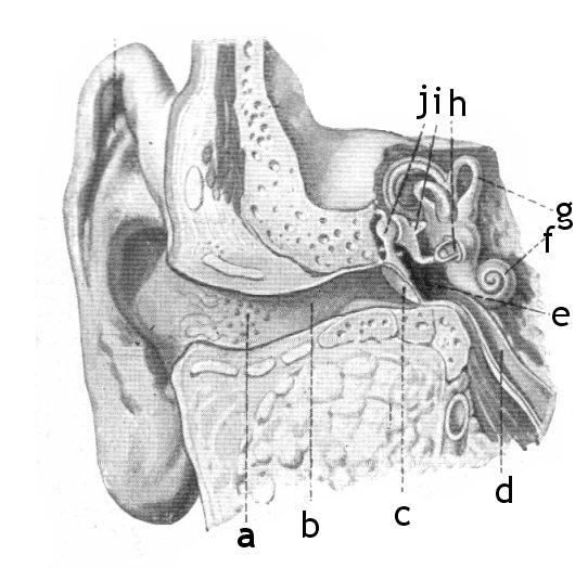 Ucho człowieka a włoski b - przewód słuchowy zewnętrzny c błona bębenkowa d trąbka
