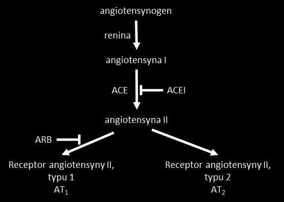 Rycina 2. Szlak powstawania angiotensyny II z uwzględnieniem miejsca działania inhibitorów konwertazy angiotensyny (ACEI) oraz antagonistów receptora angiotensyn II (ARB).