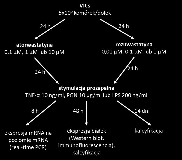 3.4.3.1 Statyny W celu udowodnienia udziału szlaku cholesterolowego w procesach zapalnych, kalcyfikacji i układu krzepnięcia prowadzących do rozwoju stenozy aortalnej zaplanowano następujący model in