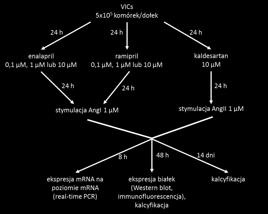 Rycina 5. Schemat przeprowadzonych doświadczeń z użyciem enalaprilu, ramiprilu oraz kandesartanu 3.4.