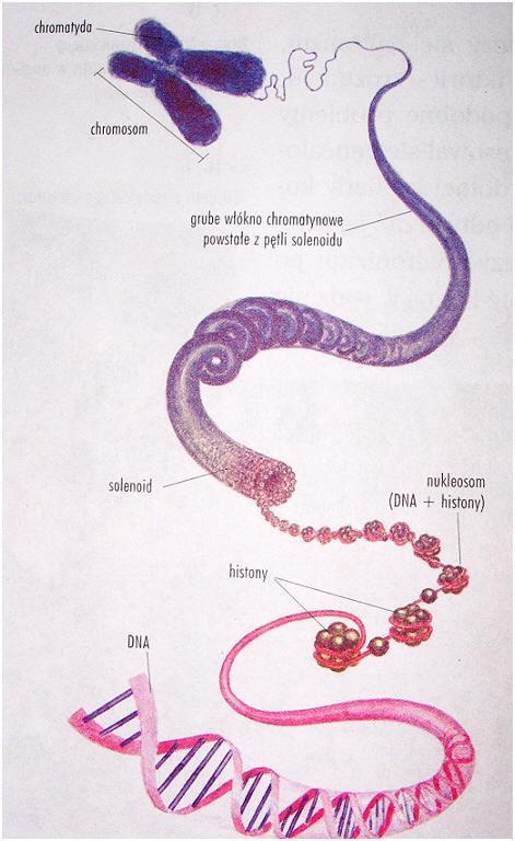 Liczba chromosomów - Myrmecia pilosula - samiec 1 chromosom, samica 2 chromosomy - muszka owocowa 4 pary - mysz 20 par - człowiek 23 pary - szympans 24 pary - pies 39 par - Aulacantha scolymantha ok.
