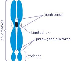 i diploidalne (podwójna liczba chromosomów).