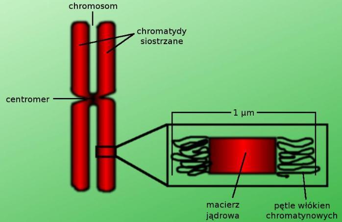 - organizmy prokariotyczne - chromosom stanowi pojedyncza, kolista cząsteczka DNA i białka histonopodobne - organizmy eukariotyczne chromosom