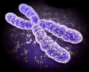 kręgowców, liczba chromosomów w komórkach somatycznych jest dwa razy większa (diploidalna) niż w gametach (haploidalna).