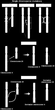 Mutacje chromosomowe: I. delecja 1. terminalna, 2. interstycjalna; II. duplikacja; III. inwersja 1. paracentryczna, 2. pericentryczna; IV.