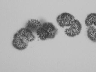 ORGANIZMY FITOPLANKTONOWE A JAKOŚĆ WÓD... 81 Coenocystis sp. Coenococcus plaktonicus Coenococcus sp. Coelastrum astroideum Coelastrum microsporum Coelastrum sp Golencinia sp.