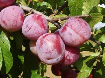 Śliwy Odmiana Zdjęcie Chrakterystyka cena Renkloda Ulena Renkloda Altana Podkładka: śliwa Ałycza. Wzrost: silny, typowy dla gatunku, pokrój kulisty. samopylna.