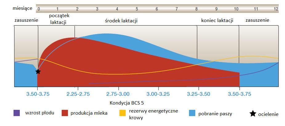 oszczędnie natomiast w drugim dawka pokarmowa powinna być zbliżona do tej jaką będą otrzymywać po ocieleniu.