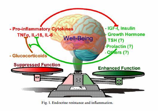 Stan zapalny antagonizuje funkcje hormonów Kelley K.W. et al. 2007, Brain, Behavior and Immunity. Zdrowy organizm: brak stanu zapalnego ustala równowagę hormonalnocytokinową.