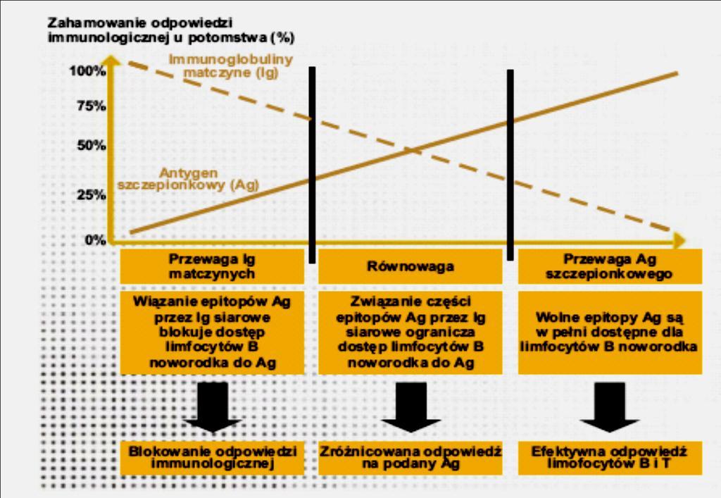 Zróżnicowana odpowiedź