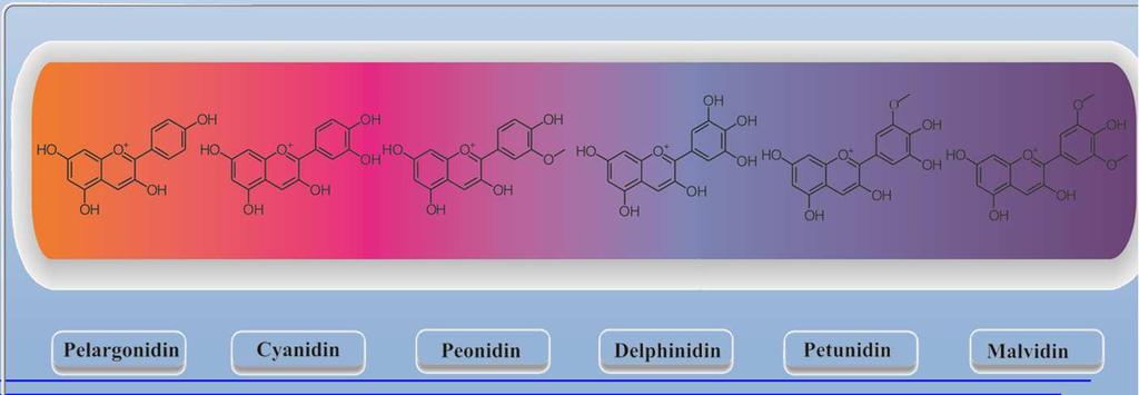 antocyjany, betacyjany Polifenole