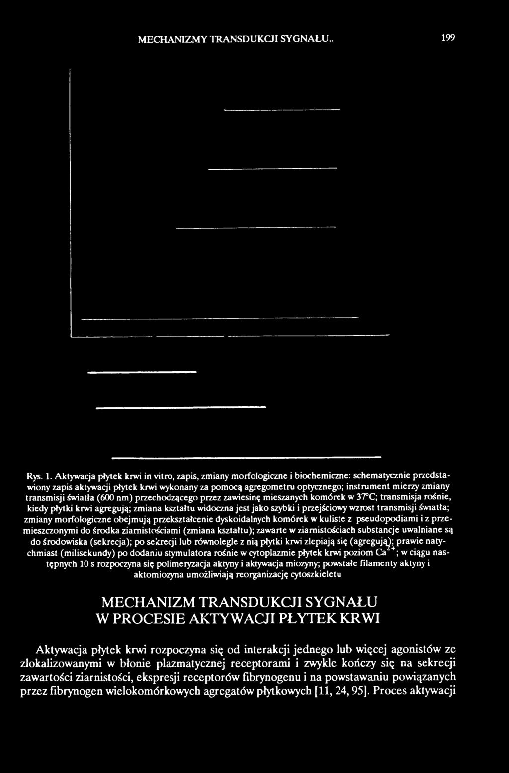 widoczna jest jako szybki i przejściowy wzrost transmisji światła; zmiany morfologiczne obejmują przekształcenie dyskoidalnych komórek w kuliste z pseudopodiami i z