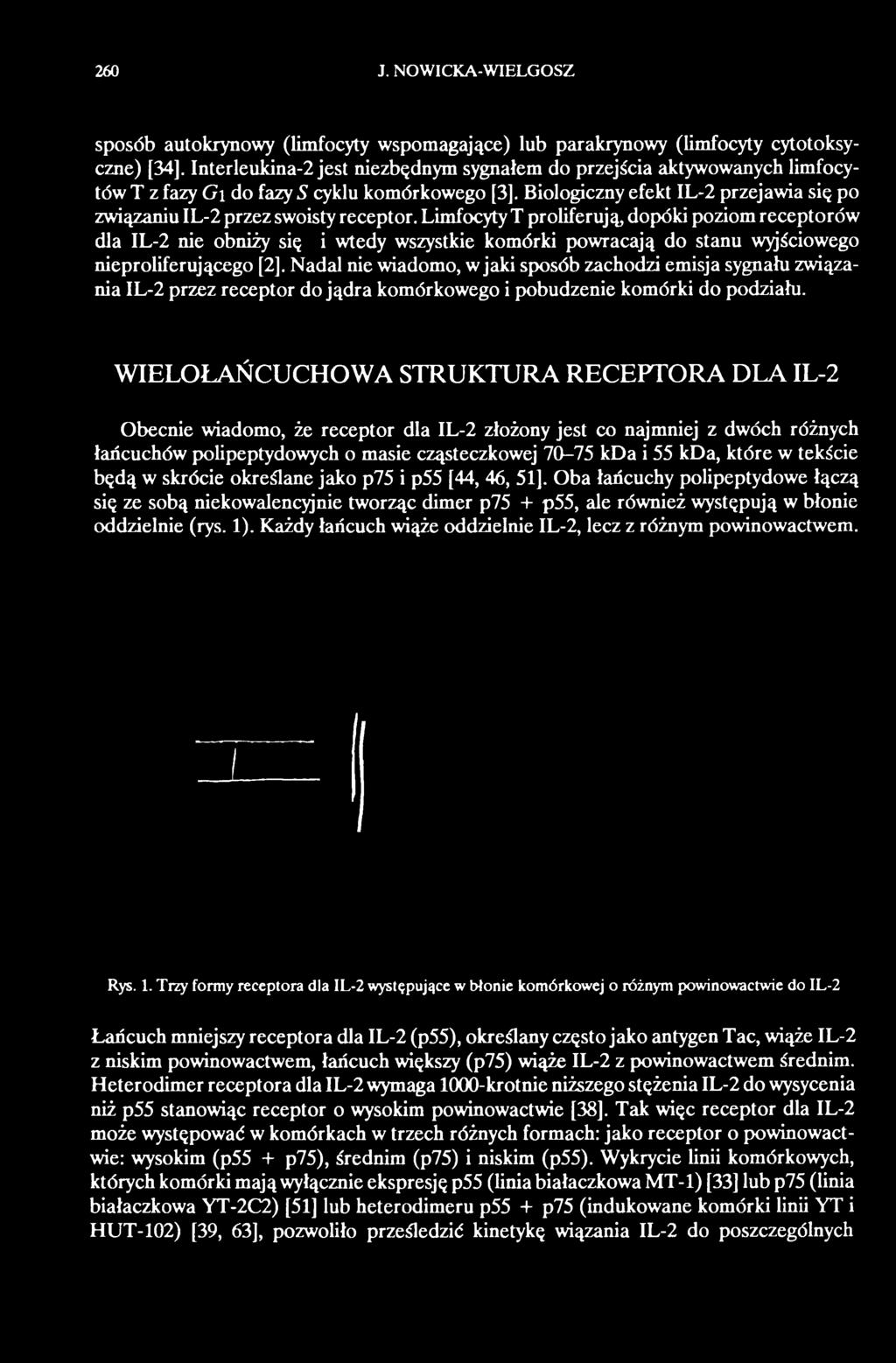 WIELOŁAŃCUCHOWA STRUKTURA RECEPTORA DLA IL-2 Obecnie wiadomo, że receptor dla IL-2 złożony jest co najmniej z dwóch różnych łańcuchów polipeptydowych o masie cząsteczkowej 70-75 kda i 55 kda, które w